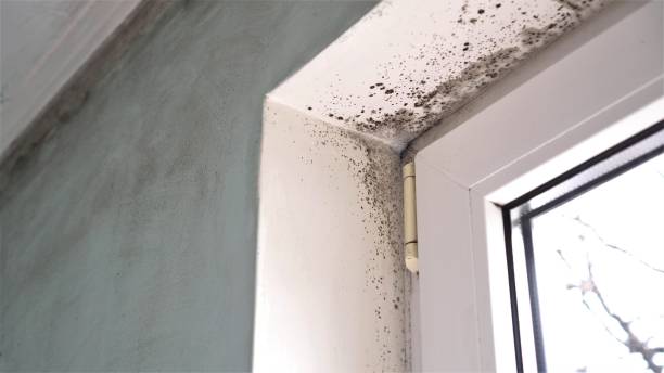 Best HVAC Mold Inspection and Cleaning  in Leominster, MA