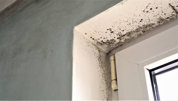 Best Mold Documentation for Insurance Claims  in Leominster, MA