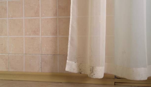 Best Attic Mold Removal  in Leominster, MA