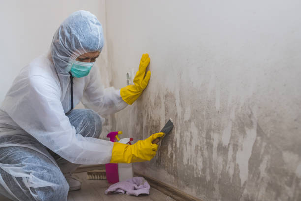 Trusted Leominster, MA Mold Removal Experts