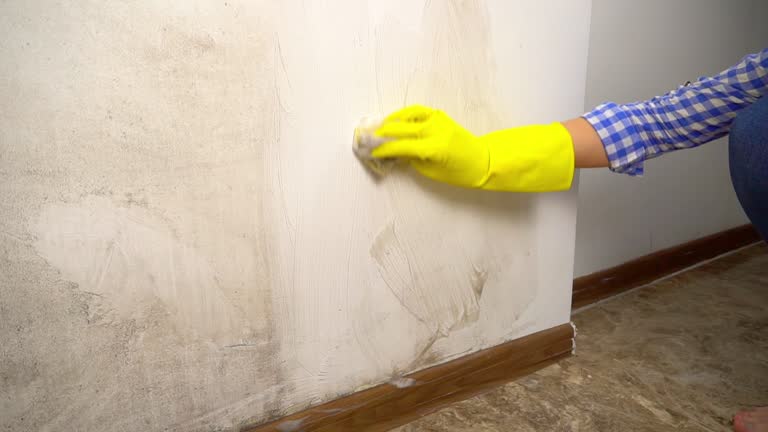 Best Attic Mold Removal  in Leominster, MA