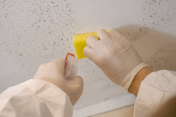 Best Basement Mold Removal  in Leominster, MA