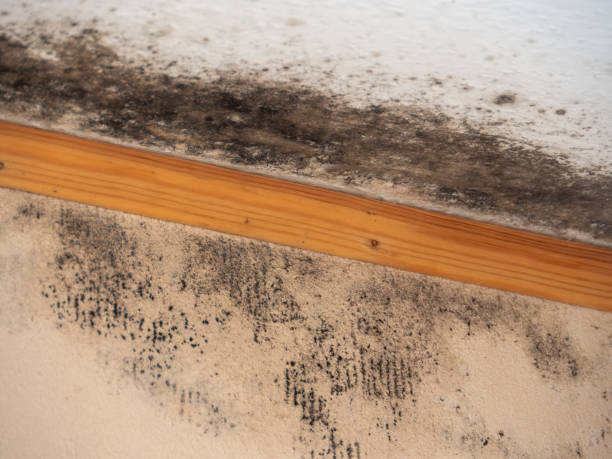  Leominster, MA Mold Removal Pros