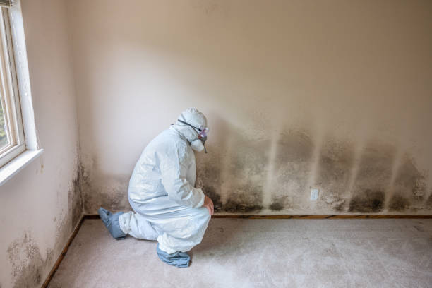 Best Mold Prevention Services  in Leominster, MA