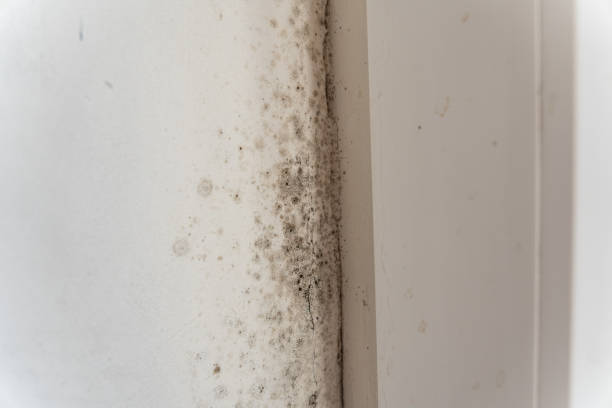 Best Mold Remediation for Healthcare Facilities  in Leominster, MA