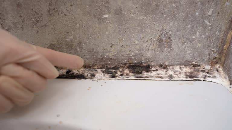 Best Mold Damage Restoration  in Leominster, MA