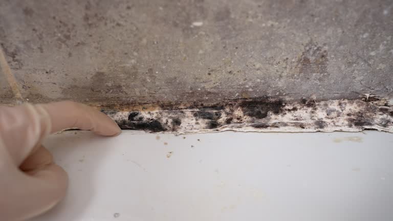 Environmental Consulting for Mold Prevention in Leominster, MA
