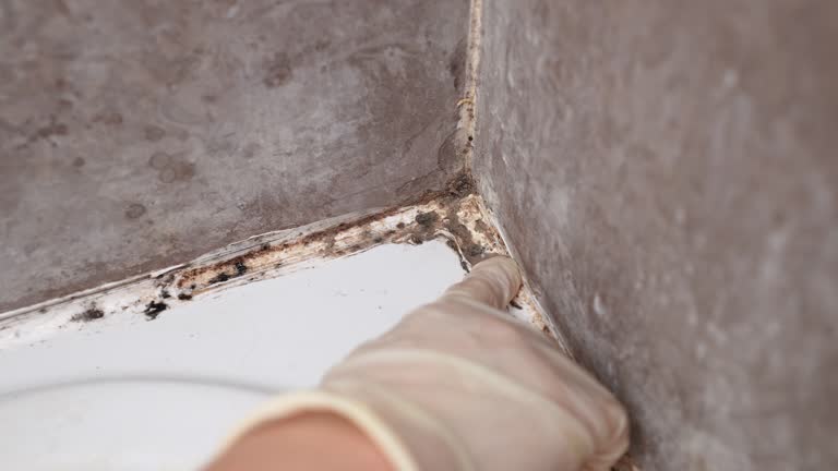 Best Biohazard Mold Removal  in Leominster, MA