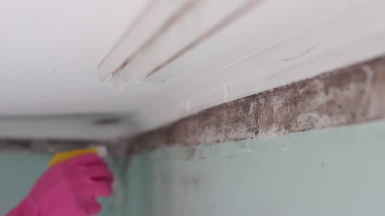 Best Mold Odor Removal Services  in Leominster, MA